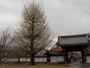 本堂前にある大きなイチョウの木は、区民の木になっています。