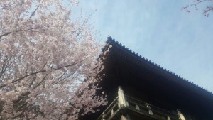 石山寺　桜開花