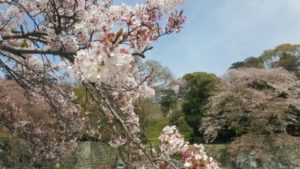 彦根城　桜①