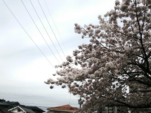 南郷霊園　国道入口の桜