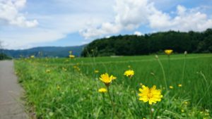 夏の風景②