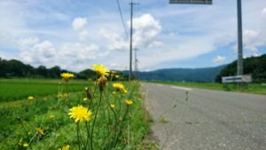 夏の風景①