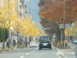 京都の街路樹