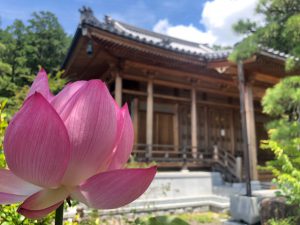 蓮の花が並ぶ本堂前